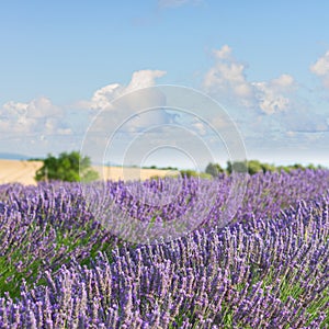 Lavender blooming field