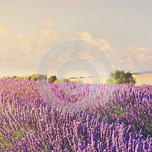 Lavender blooming field