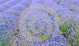 Lavender blooming field on a sunny day