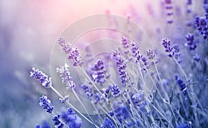 Lavender. Blooming fragrant lavender flowers on a field, closeup. Violet background of growing lavender swaying on wind photo