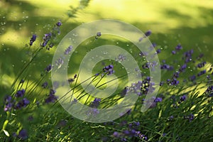 Lavender blooming in the garden in summer, colorful background