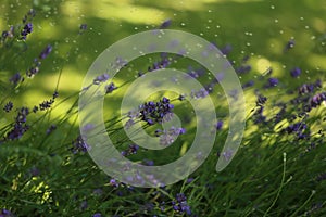 Lavender blooming in the garden in summer, colorful background