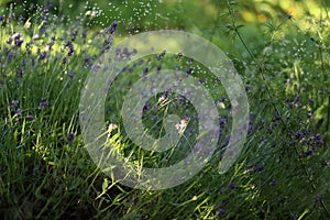 Lavender blooming in the garden in summer, colorful background