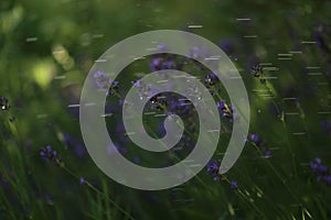 Lavender blooming in the garden in summer, colorful background