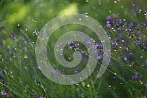 Lavender blooming in the garden in summer, colorful background