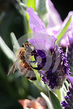 When the lavender blooms, it always attracts bees to collect the nectar from the lavender flowers.