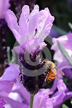 When the lavender blooms, it always attracts bees to collect the nectar from the lavender flowers.