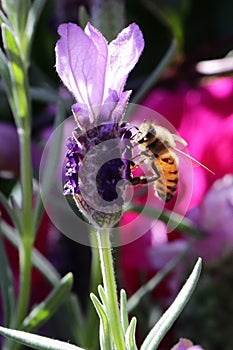 When the lavender blooms, it always attracts bees to collect the nectar from the lavender flowers