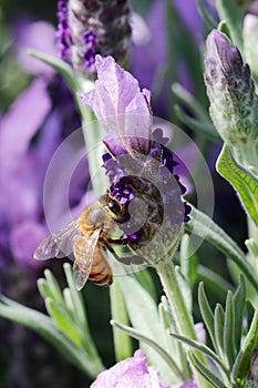 When the lavender blooms, it always attracts bees to collect the nectar from the lavender flowers.
