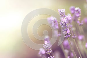 Lavender blooms in bright dreamy light mood