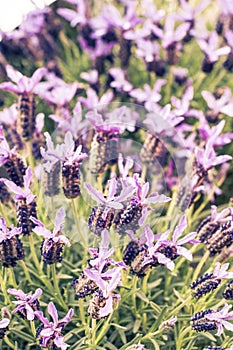 Lavender Blooms at Dusk