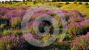 Lavender blooms on a lavender field. Selective focus.