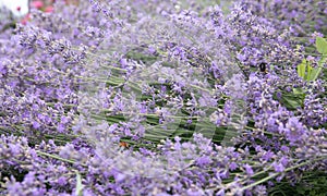 Lavender blooms little flowers horizontal stems