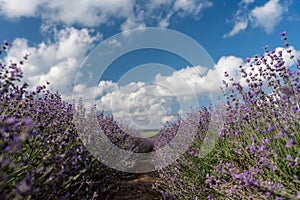 Lavender Blooms, a picturesque field of blooming lavender under a partly cloudy sky. Captured during the day