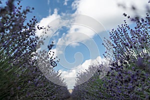 Lavender Blooms, a picturesque field of blooming lavender under a partly cloudy sky. Captured during the day