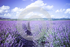 Lavender Blooms, a picturesque field of blooming lavender under a partly cloudy sky. Captured during the day