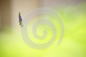 Lavender blossom alone by bokeh background