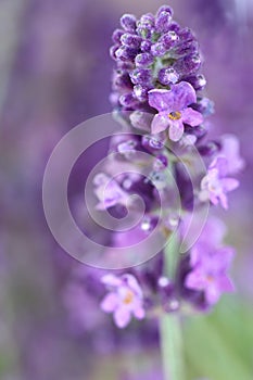 Lavender blossom flower background macro close up
