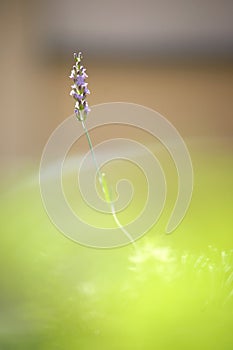 Lavender blossom in front of blurred grass