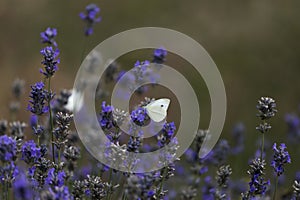 lavender blossom in the garden