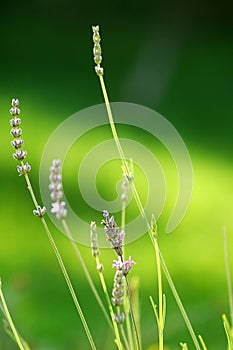 Lavender Blossoms