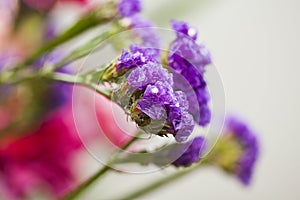 Lavender blossoms