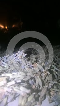 Lavender blossoms for drying
