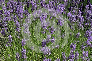 Lavender Blossoms in a field of green