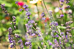 Lavender blossoms in the garden with a bee on a flower.