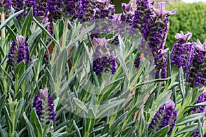 Lavender with blossoms and green leaves