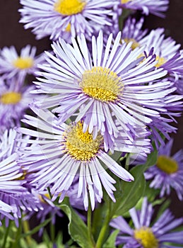 Lavender-blue coloured flowers in bloom