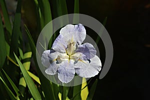 Lavender-blue Iris in Full sun