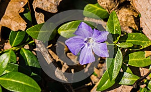 Lavender Blue or Perwinkle Wildflower