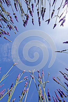 Lavender and blue sky