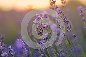 Lavender blurred flowers field at sunset closeup. Lavender violet background