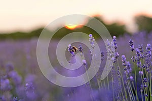 Lavender blurred flowers field at sunset closeup. Lavender violet background ith bee