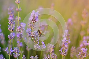 Lavender blurred flowers field at sunset closeup. Lavender violet background ith bee