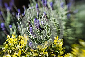 Lavender Bokeh