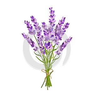 Lavender bouquet illustration