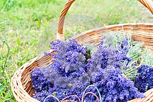 Lavender bouquets for sale