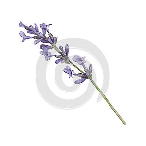 Lavender branch with purple flowers on a white background. Watercolor illustration of flowers, herbs. French style. Collection