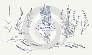 Lavender branch vector elements for botanical logo and label design. Hand drawn plant branch with leaves and flowers for