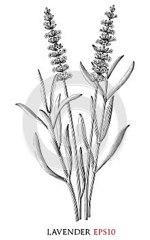 Lavender branch vintage illustration black and white clip art