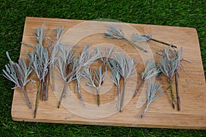 lavender branches prepared for cutting. propagate lavender branches by cutting without root