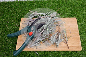 lavender branches to propagate by cuttings in water. propagating lavender at home