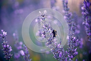 Lavender and bumblebee