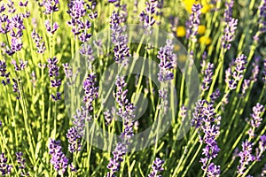 Lavender bush blossoming closeup. Selective focus