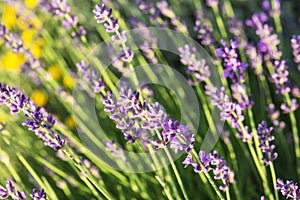 Lavender bush blossoming closeup. Selective focus