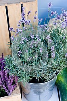 Lavender bush in bucket