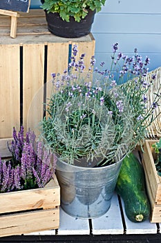 Lavender bush in a bucket and heather in a wooden box